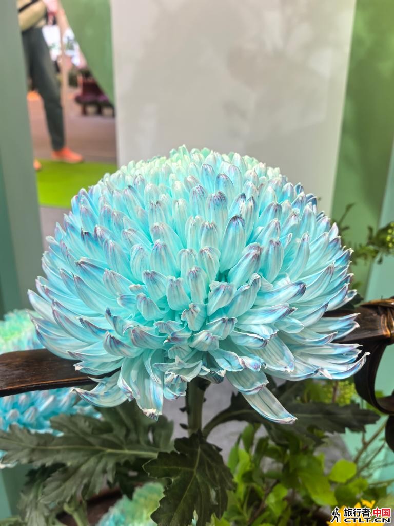 展会现场展出的染色菊花鲜切花——“青花瓷”。 新华社记者 韩佳诺 摄.jpg