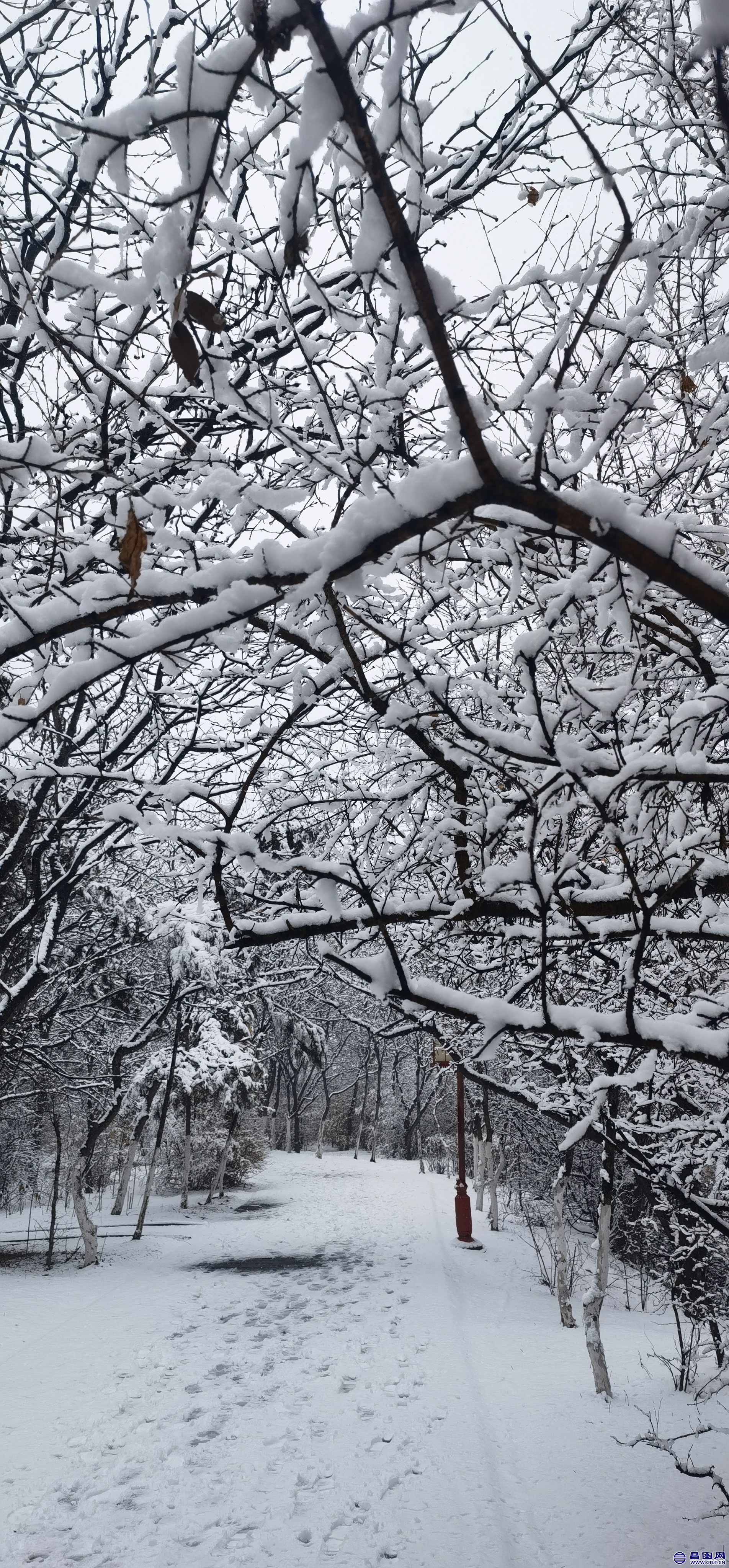 昌图您好-106 昌图2022.03.14的雪景