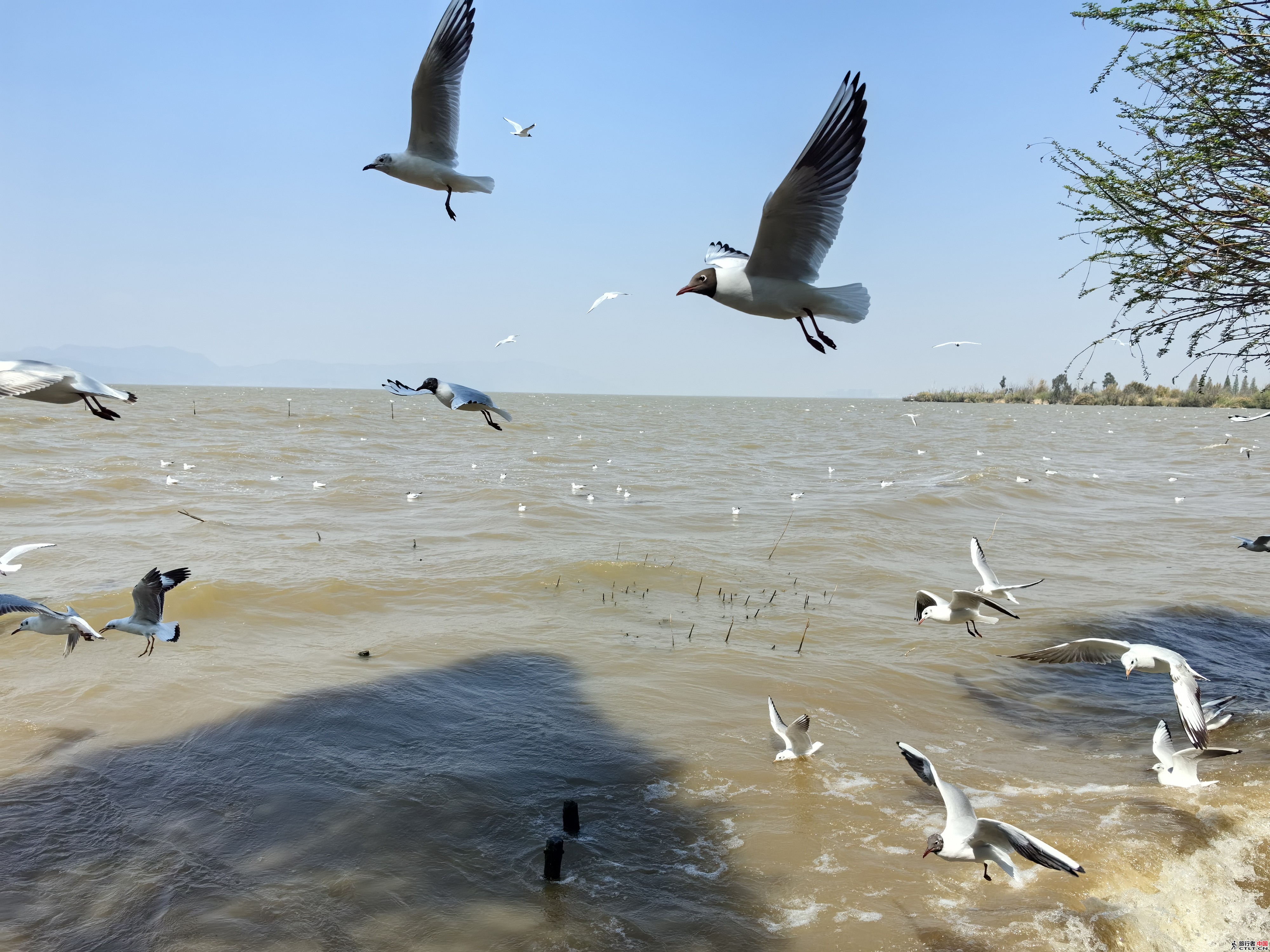 IMG_20240310_122652.jpg